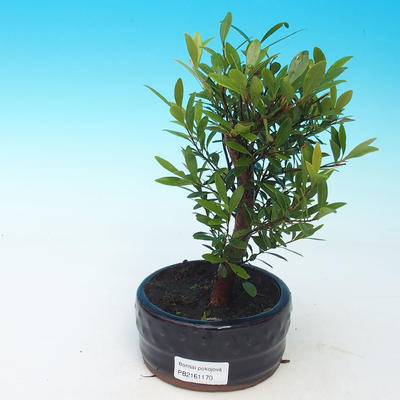 Zimmerbonsai - Syzygium - Pimentovník - 1
