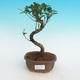 Zimmer Bonsai - Ficus retusa - Ficus malolistý - 1/2