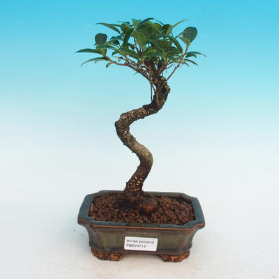 Zimmer Bonsai - Ficus retusa - Ficus malolistý - 1