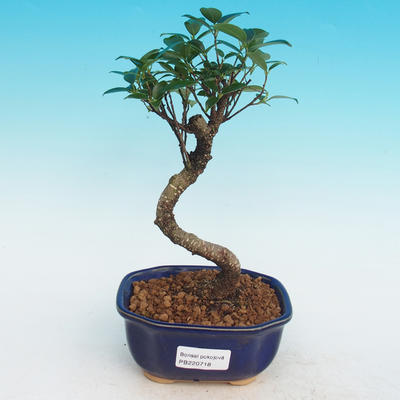 Zimmer Bonsai - Ficus retusa - Ficus malolistý - 1