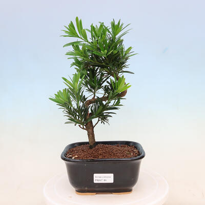 Zimmerbonsai - Podocarpus - Steineibe - 1