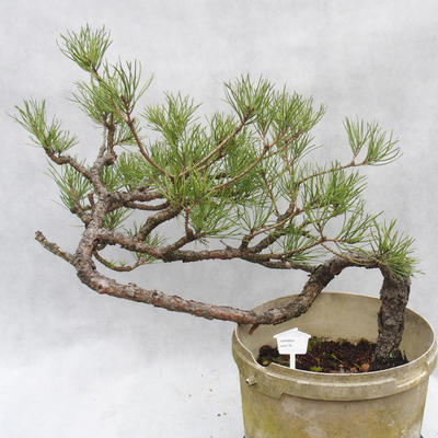 Outdoor-Bonsai Wald -Borovice - Pinus sylvestris - 1