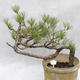 Outdoor-Bonsai Wald -Borovice - Pinus sylvestris - 1/7