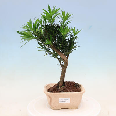 Zimmerbonsai - Podocarpus - Steineibe - 1
