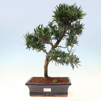 Zimmerbonsai - Podocarpus - Steintausend - 1