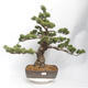 Bonsai im Freien - Pinus parviflora - White Pine - 1/5