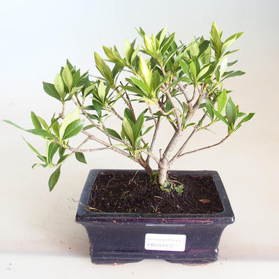 Innenbonsai - Gardenia jasminoides-Gardenia PB2201172 - 1