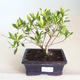 Innenbonsai - Gardenia jasminoides-Gardenia PB2201172 - 1/2