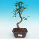 Zimmer Bonsai - Ficus kimmen - malolistý Ficus - 1/2