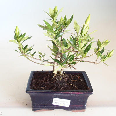 Innenbonsai - Gardenia jasminoides-Gardenia PB2201173 - 1