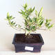 Innenbonsai - Gardenia jasminoides-Gardenia PB2201173 - 1/2
