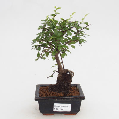 Zimmer Bonsai-Ulmus Parvifolia-Malolist Ulme
