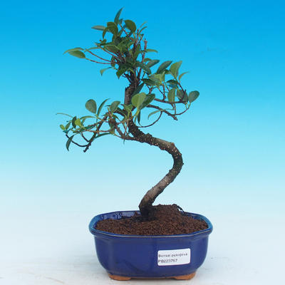 Zimmerbonsai - Ficus kimmen - kleiner Ficus - 1