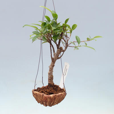 Kokedama in Keramik - kleinblättriger Ficus - Ficus kimmen - 1