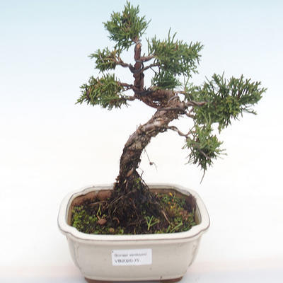 Bonsai im Freien - Juniperus chinensis - Chinesischer Wacholder VB2020-75 - 1