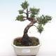 Bonsai im Freien - Juniperus chinensis - Chinesischer Wacholder VB2020-75 - 1/2