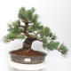 Bonsai im Freien - Pinus parviflora - White Pine - 1/4