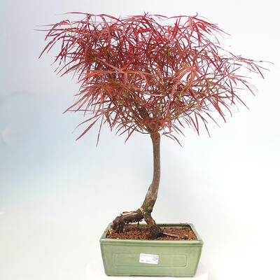 Bonsai im Freien - Acer palmatum RED PYGMY - 1