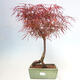 Bonsai im Freien - Acer palmatum RED PYGMY - 1/5