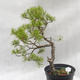 Outdoor-Bonsai Wald -Borovice - Pinus sylvestris - 1/6