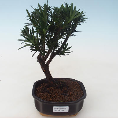 Indoor Bonsai - Podocarpus - Steineibe PB2191760 - 1