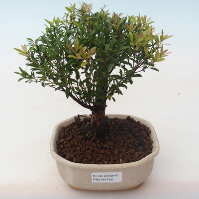 Indoor Bonsai - Syzygium - Pimentovník PB2191768 - 1