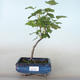 Bonsai im Freien - Blut Johannisbeere - Ribes sanguneum VB2020-780 - 1/2