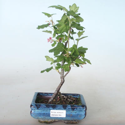 Bonsai im Freien - Johannisbeere - Ribes sanguneum VB2020-781 - 1