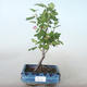 Bonsai im Freien - Johannisbeere - Ribes sanguneum VB2020-781 - 1/2