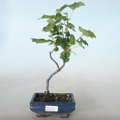 Bonsai im Freien - Blut Johannisbeere - Ribes sanguneum VB2020-783 - 1