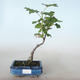 Bonsai im Freien - Blut Johannisbeere - Ribes sanguneum VB2020-784 - 1/2