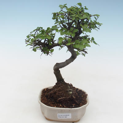 Innenbonsai - Ulmus parvifolia - kleine Blattulme PB2191787 - 1