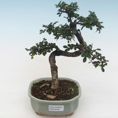 Innenbonsai - Ulmus parvifolia - kleine Blattulme PB2191789 - 1
