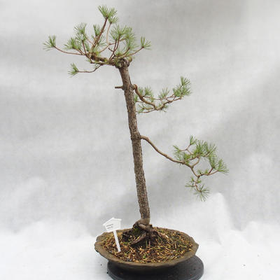 Outdoor-Bonsai Wald -Borovice - Pinus sylvestris - 1