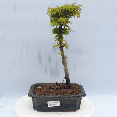 Outdoor-Bonsai - Acer palmatum SHISHIGASHIRA - Kleinblättriger Ahorn - 1
