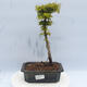 Outdoor-Bonsai - Acer palmatum SHISHIGASHIRA - Kleinblättriger Ahorn - 1/3