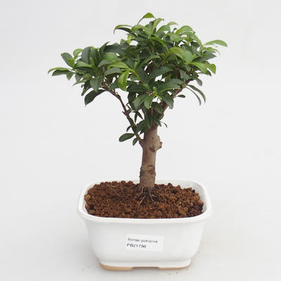 Room Bonsai - Australische Kirsche - Eugenia uniflora - 1