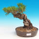 Pinus thunbergii - Kiefer thunbergova - 1/3