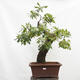 Bonsai im Freien - Pinus parviflora - White Pine - 1/5