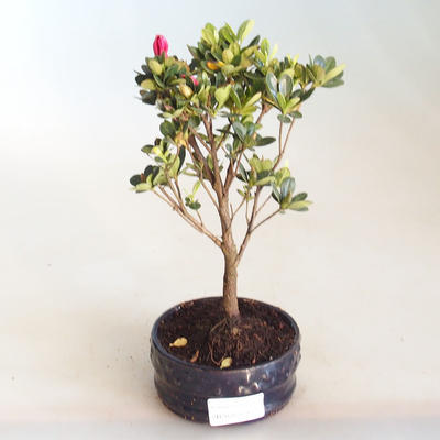 Bonsai im Freien - Rhododendron sp. - Rosa Azalee VB2020-801 - 1