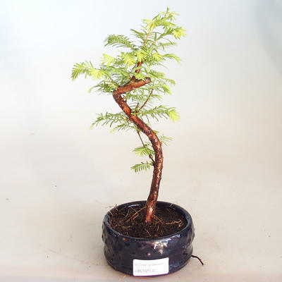 Bonsai im Freien - Metasequoia glyptostroboides - Chinesische Metasequoia VB2020-803 - 1