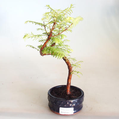 Bonsai im Freien - Metasequoia glyptostroboides - Chinesische Metasequoia VB2020-804 - 1