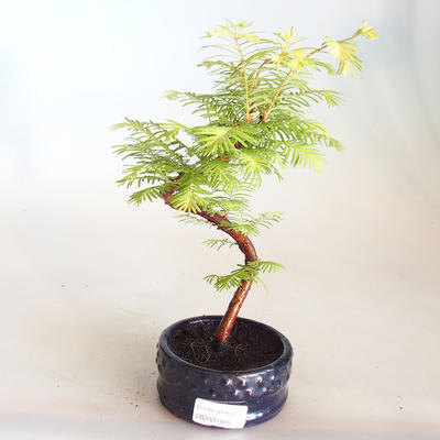 Bonsai im Freien - Metasequoia glyptostroboides - Chinesische Metasequoia VB2020-805 - 1