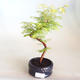 Bonsai im Freien - Metasequoia glyptostroboides - Chinesische Metasequoia VB2020-805 - 1/3