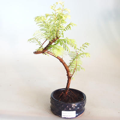 Bonsai im Freien - Metasequoia glyptostroboides - Chinesische Metasequoia VB2020-807 - 1