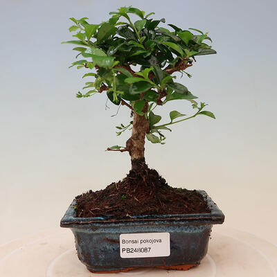 Zimmer-Bonsai - Carmona macrophylla - Tea fuki - 1
