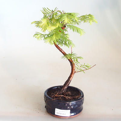 Bonsai im Freien - Metasequoia glyptostroboides - Chinesische Metasequoia VB2020-808 - 1