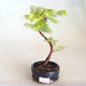 Bonsai im Freien - Metasequoia glyptostroboides - Chinesische Metasequoia VB2020-808 - 1/3