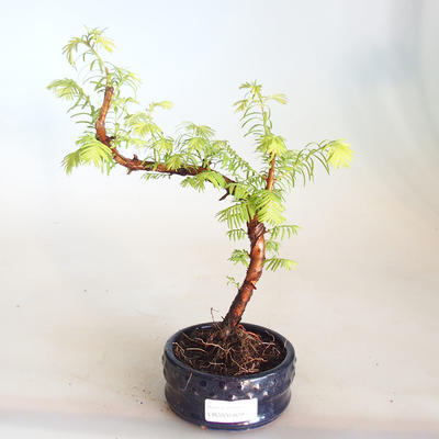 Bonsai im Freien - Metasequoia glyptostroboides - Chinesische Metasequoia VB2020-809 - 1