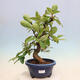 Outdoor bonsai - Pseudocydonia sinensis - Chinese quince - 1/6